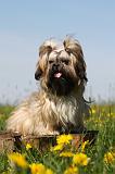 SHIH TZU 307
